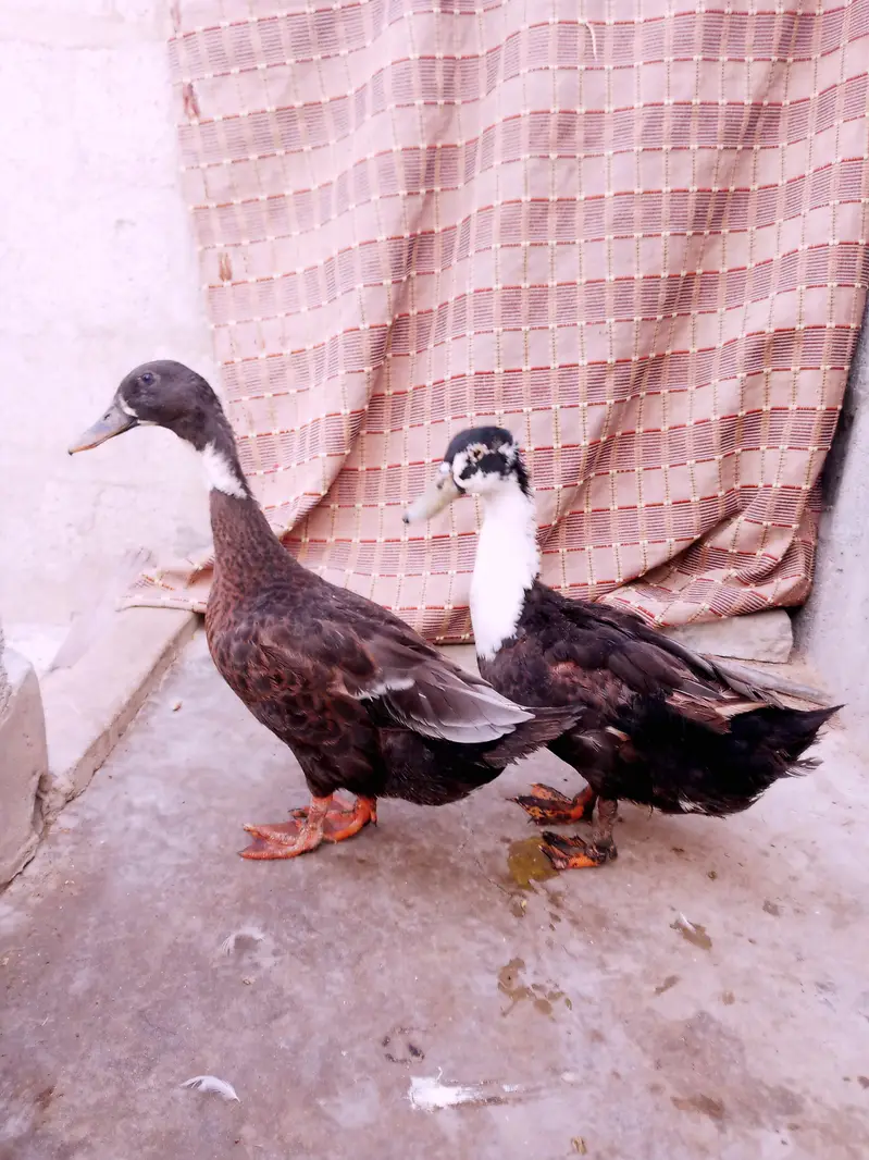 ducks 5 pair — photo 2