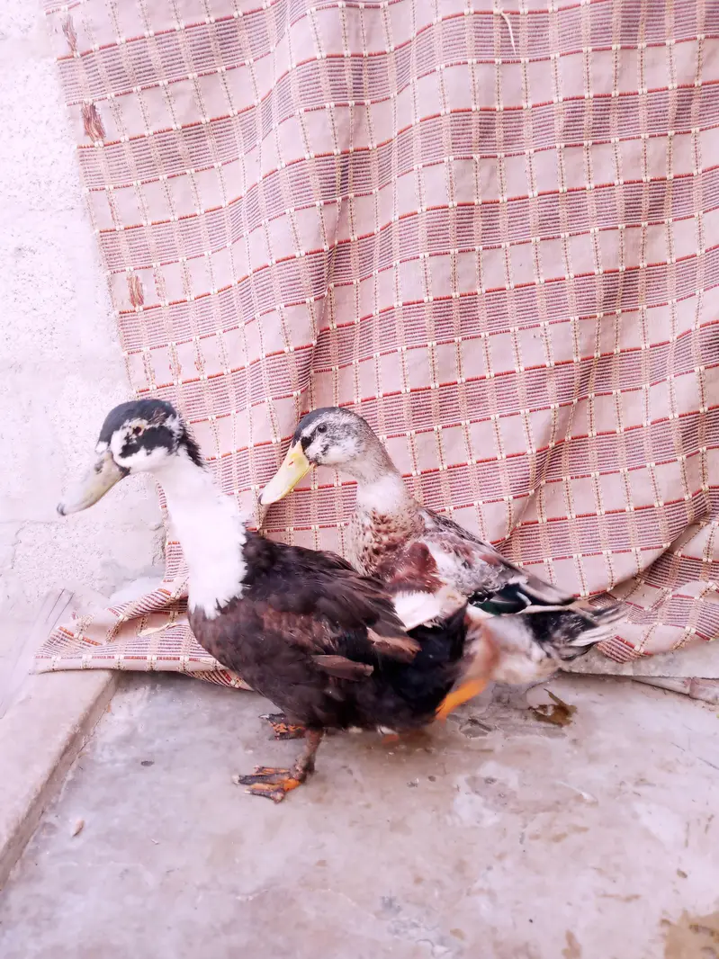 ducks 5 pair — photo 4
