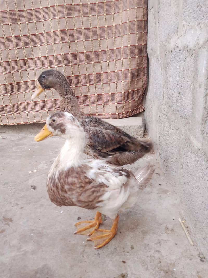 ducks 5 pair 4