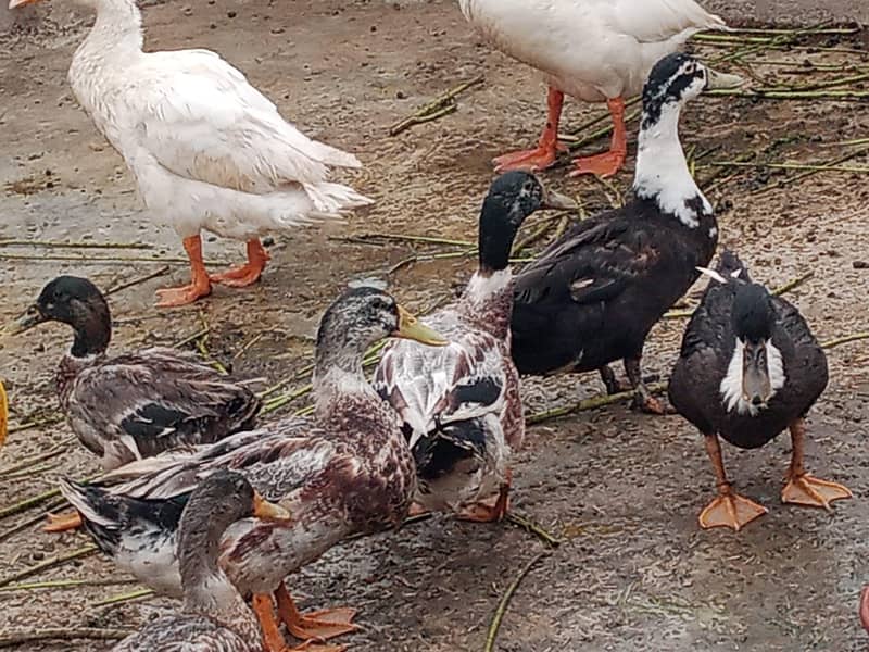 ducks 5 pair 5