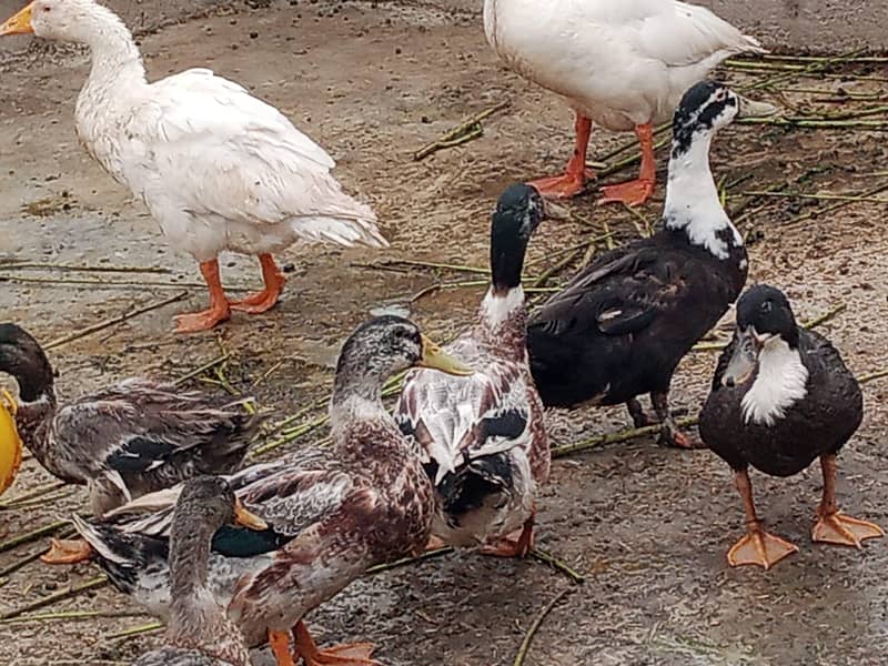 ducks 5 pair 6
