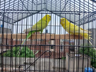 dun fellow working pair,tame budgies available 0/3/2/1/4/9/4/6/8/4/4
