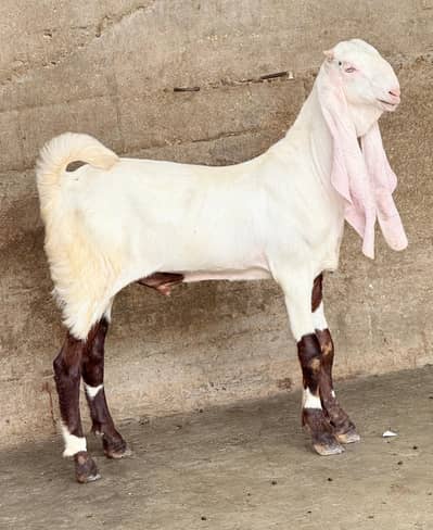 Gulabi bakra