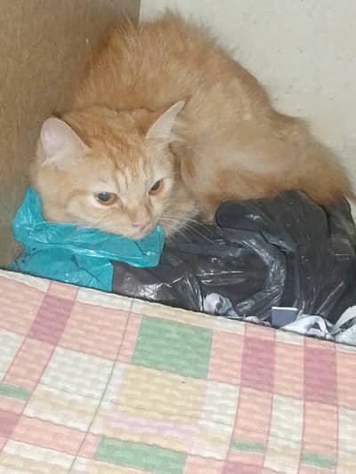 Ginger Persian mix for sale