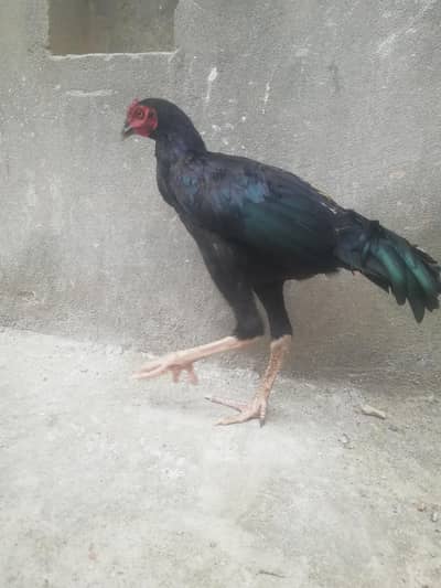 morgha for sale