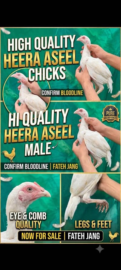 Heera aseel High quality