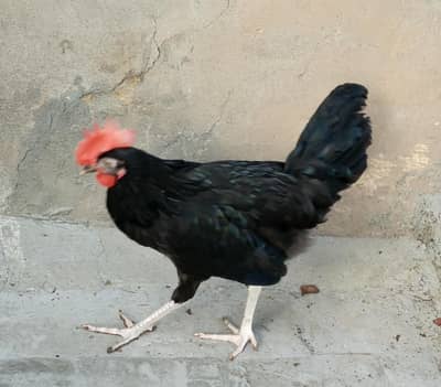 Desi murgay