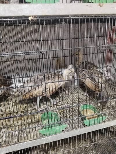 peacock chicks
