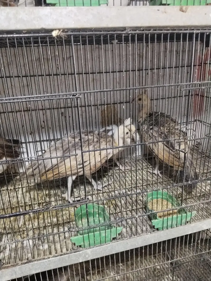 peacock chicks