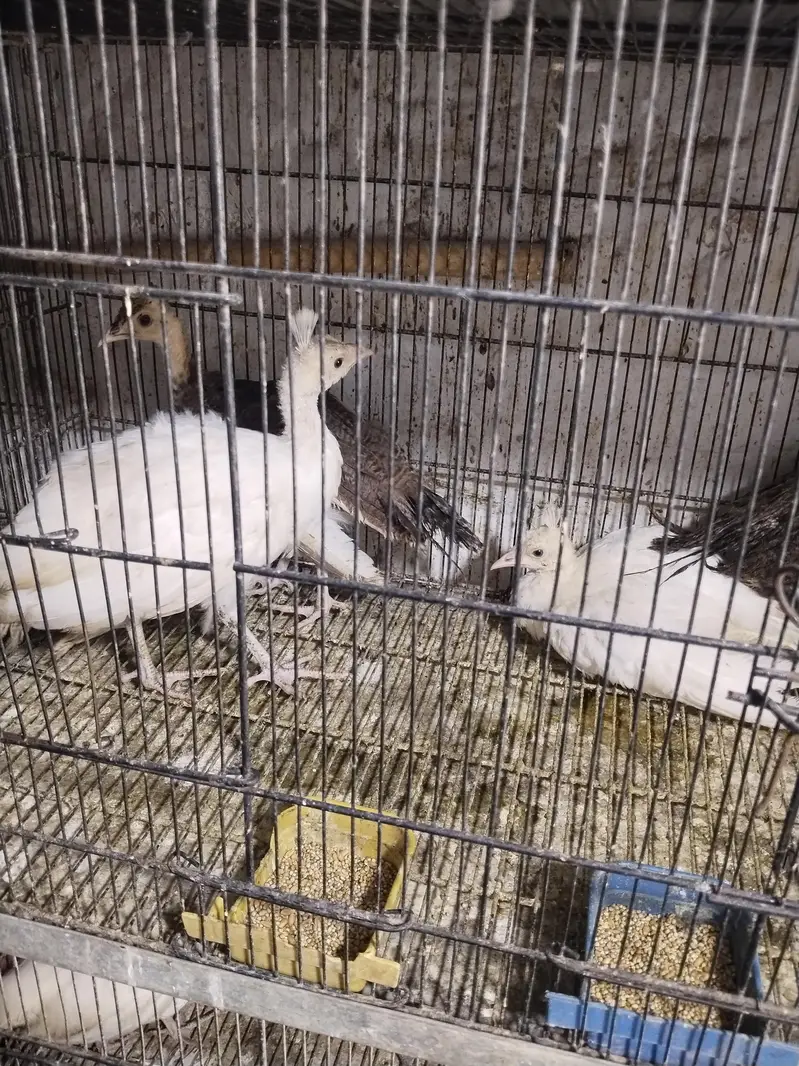 peacock chicks — photo 2