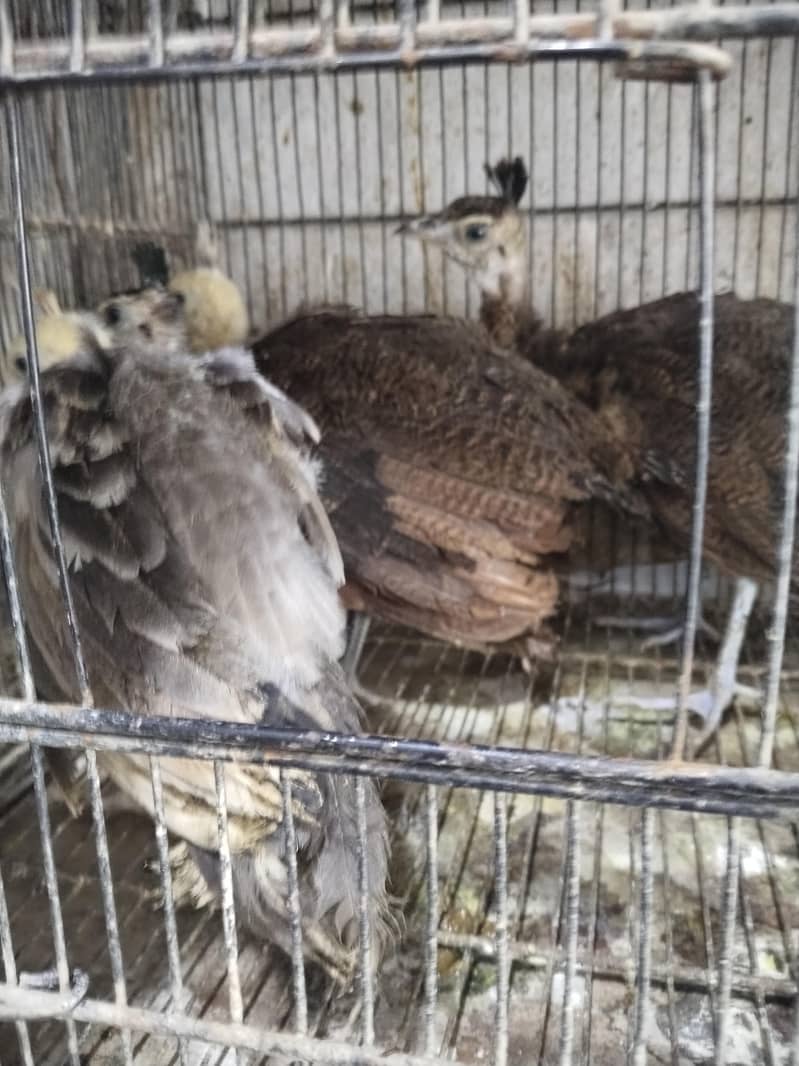 peacock chicks 2