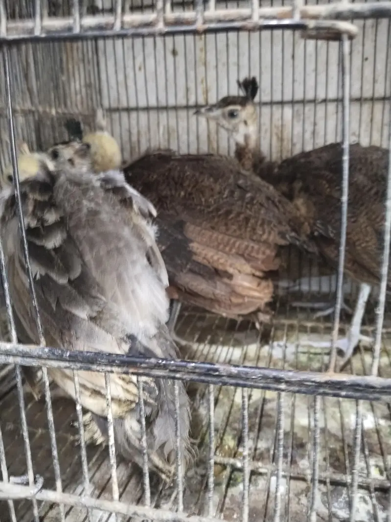peacock chicks — photo 3