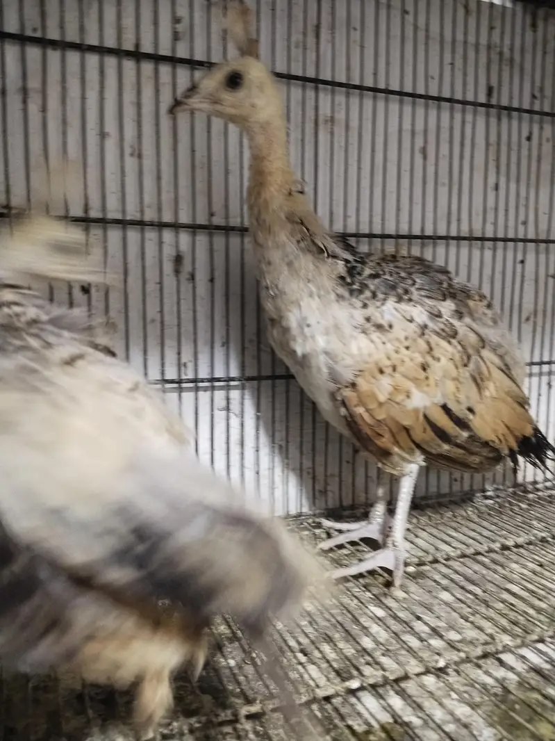 peacock chicks — photo 5