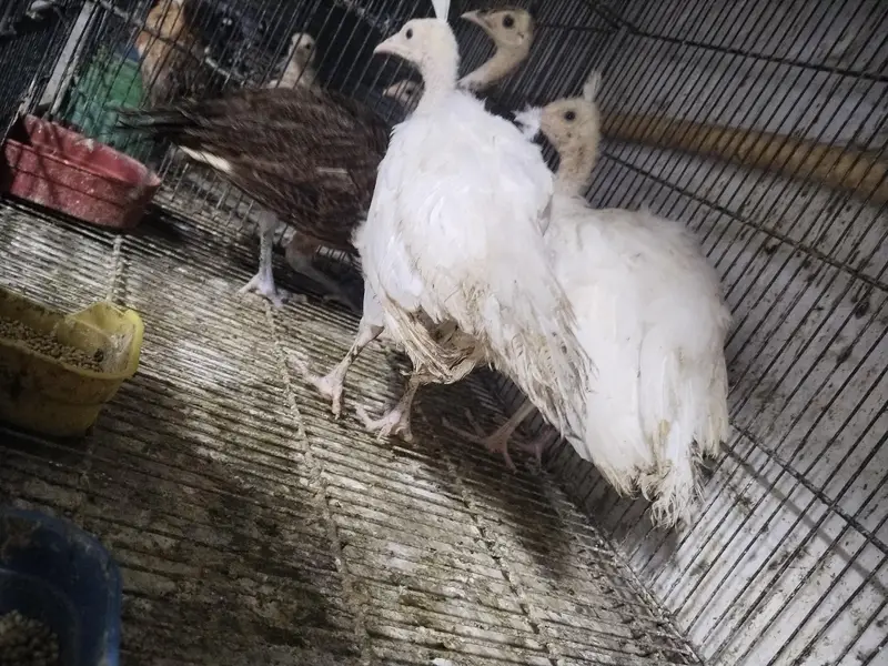 peacock chicks — photo 6