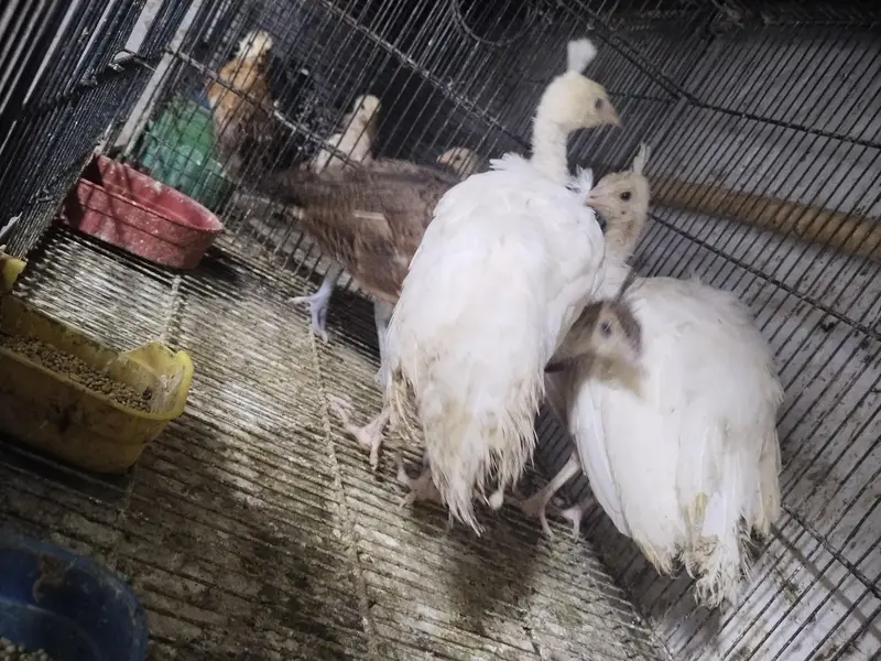peacock chicks — photo 7