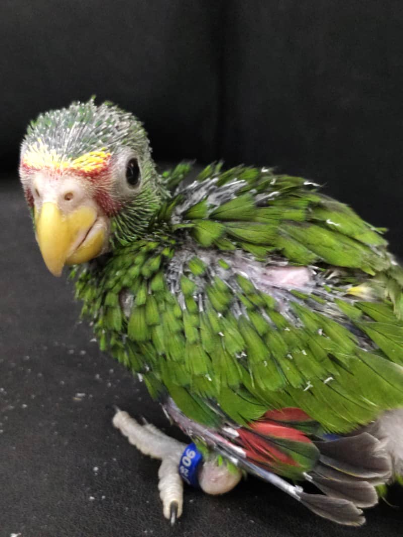 white fronted AMAZON chick 0