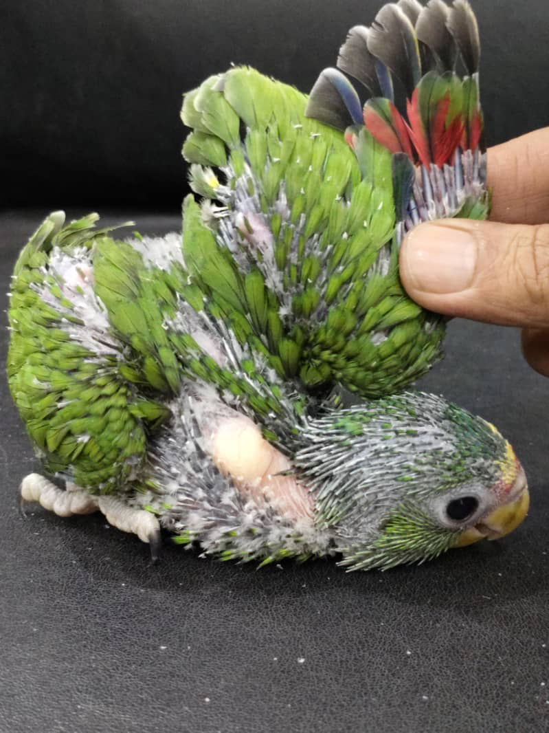 white fronted AMAZON chick 1