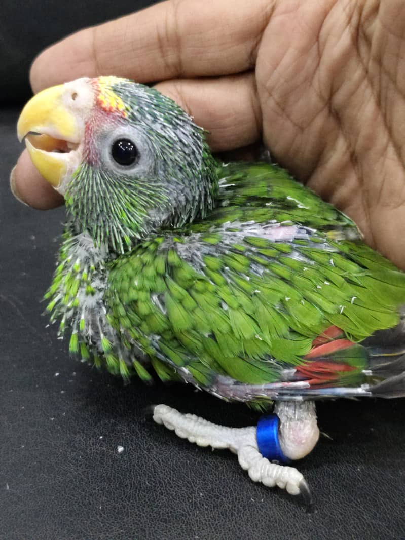 white fronted AMAZON chick 3