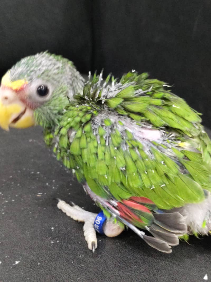 white fronted AMAZON chick 4