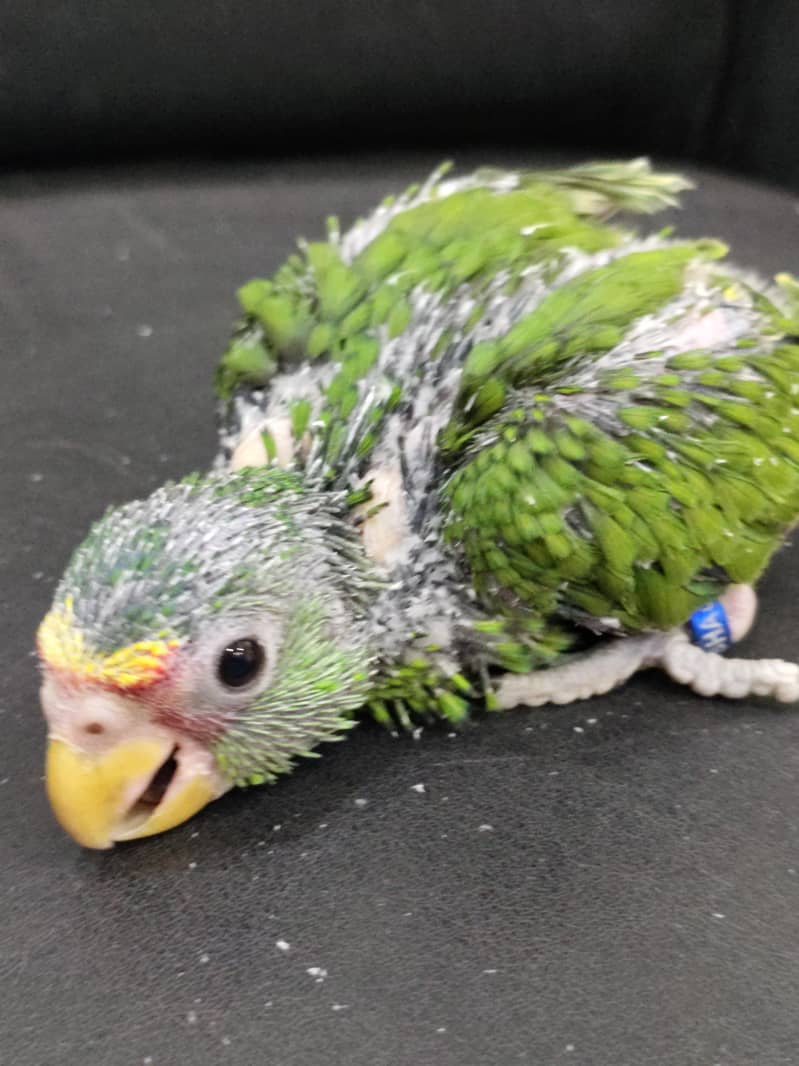 white fronted AMAZON chick 5