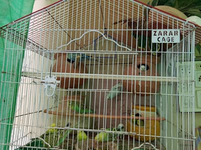 bajri toti or finch