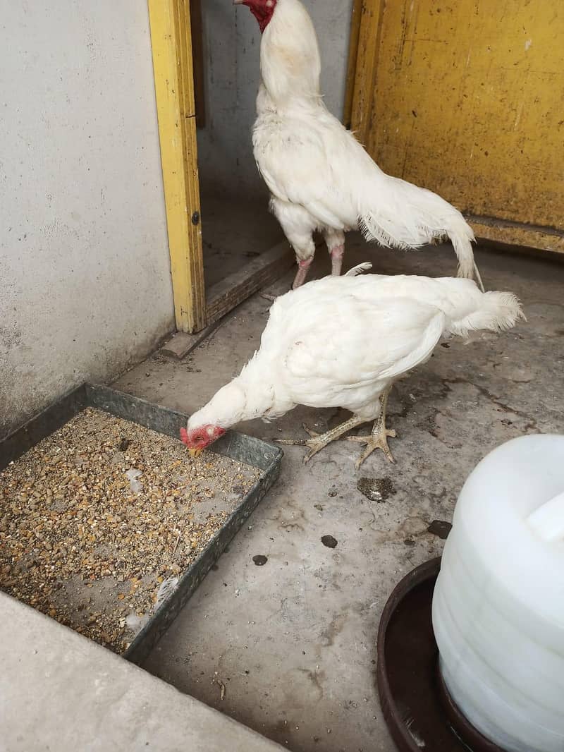 aseel pair 3