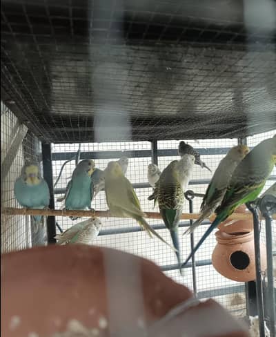 Home Breed budgie's