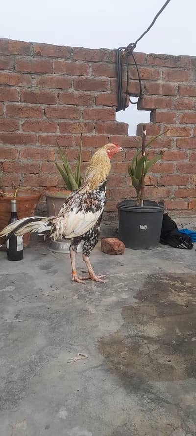 Thai aseel