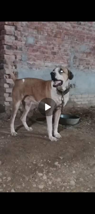 bully Desi dog