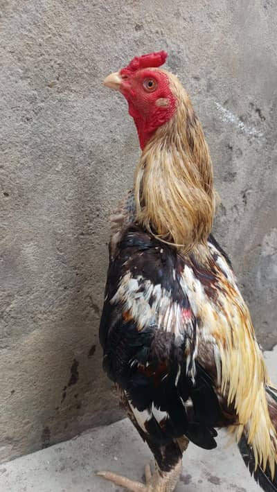 Aseel sawa patha for sale 03267872488