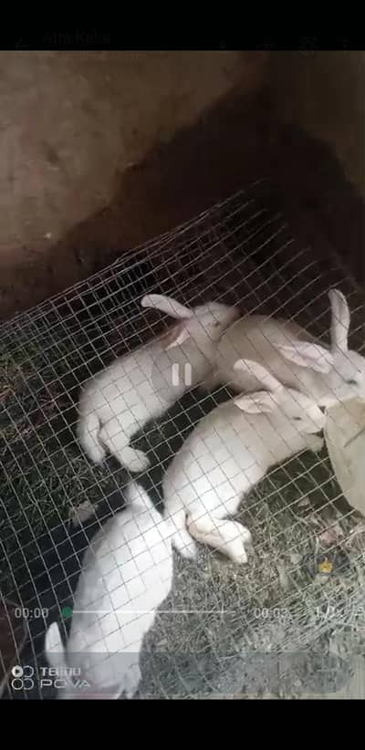 newzealand white rabits