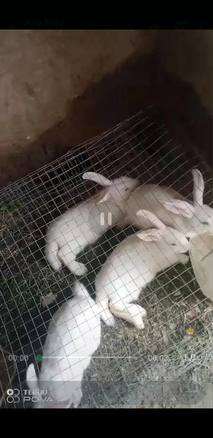 newzealand white rabits