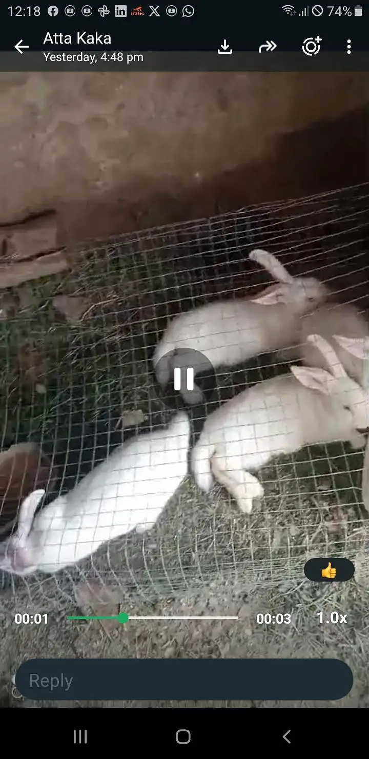 newzealand white rabits — photo 2