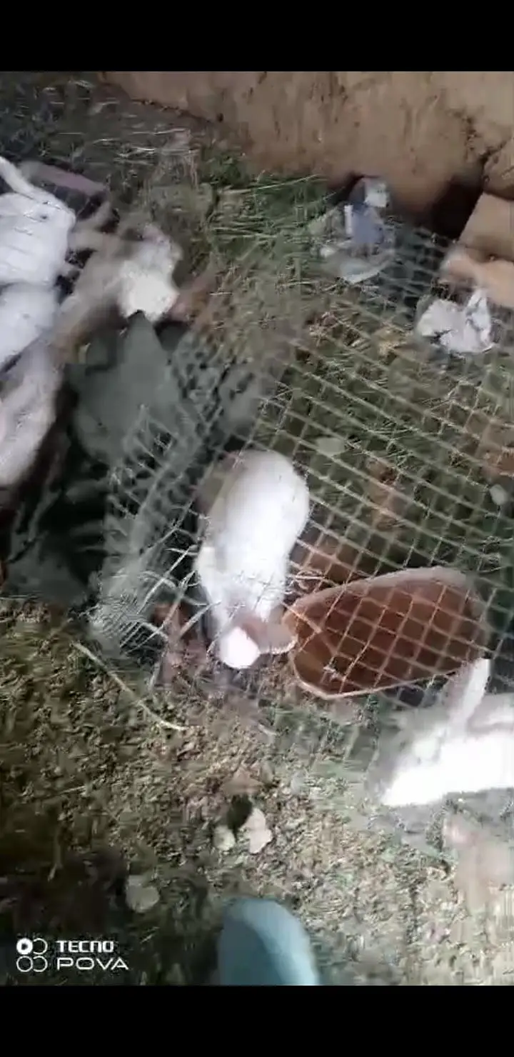 newzealand white rabits — photo 3