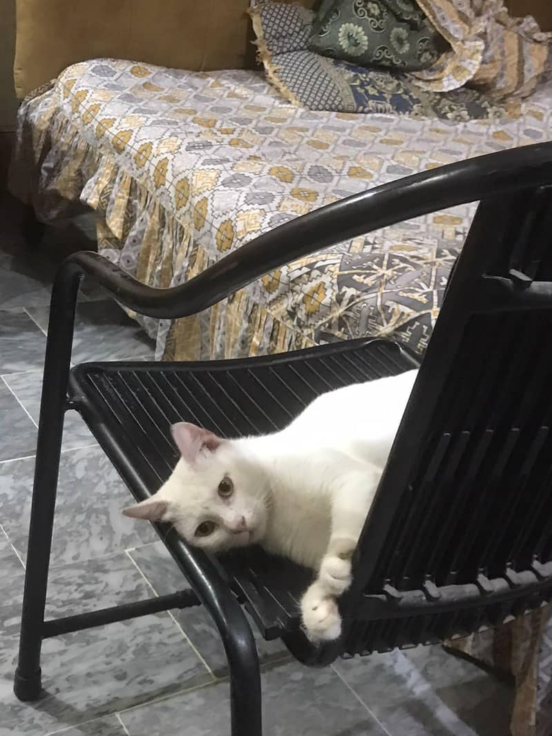 white cat 0