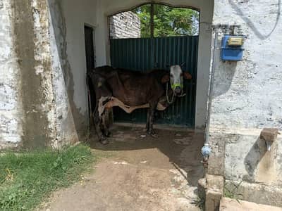 3/4 kg Milk 2 time