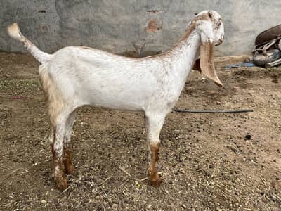 Pure Makhi Chini path For Sale 0342/0987931