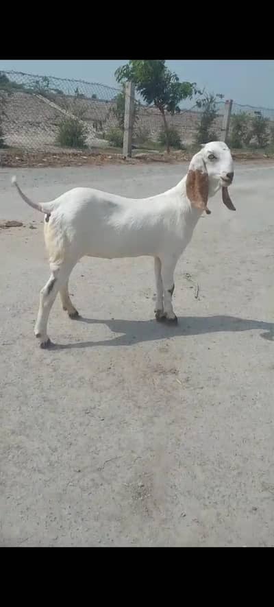 وائٹ مکھی چینی