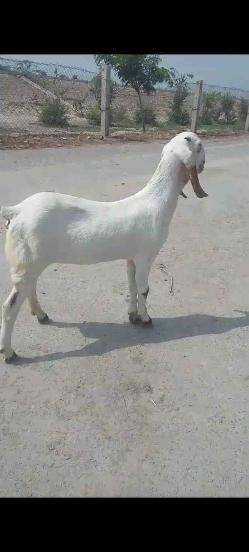وائٹ مکھی چینی 1