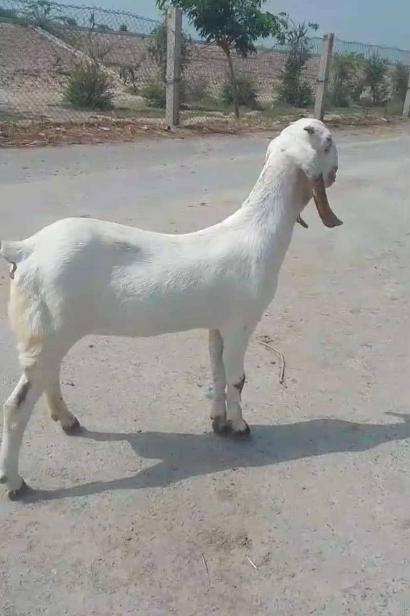 وائٹ مکھی چینی 2