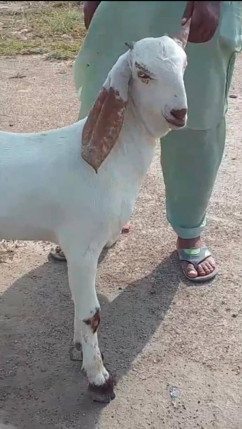 وائٹ مکھی چینی 3