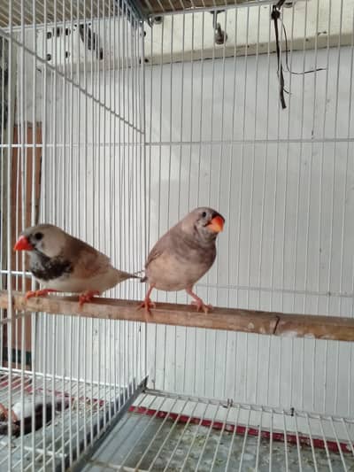 finch mutation nd Red eye crested bangles