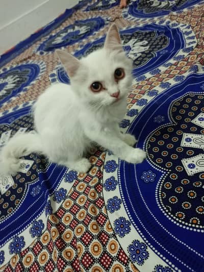 Persian Kitten for sale.