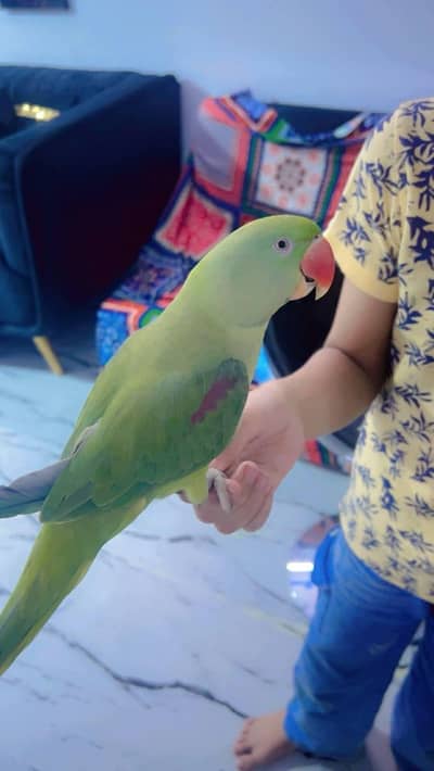 raw parrot female