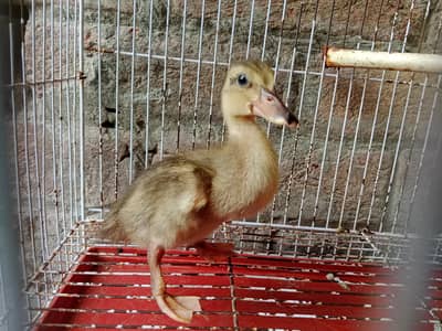 Duck baby full active only one