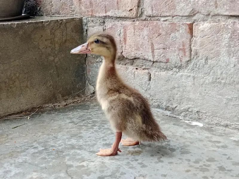 Duck baby full active only one — photo 2