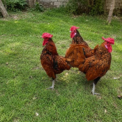 Golden sebright 3 Adult