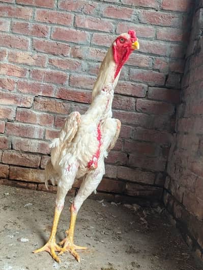 **Pure White German oh Shamo | Shamo patha | white patha for sale**