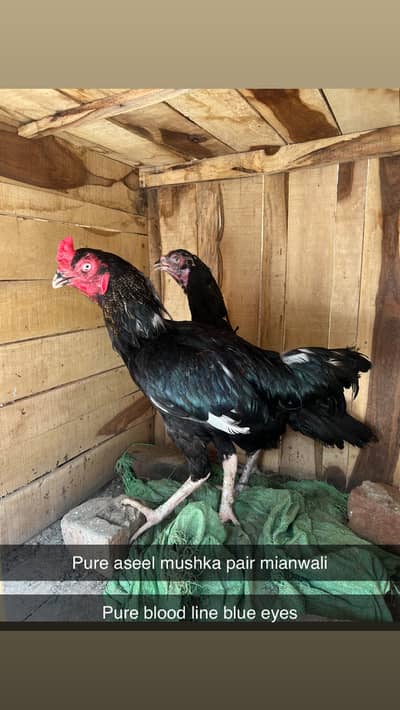 Mianwali aseel top quality birds