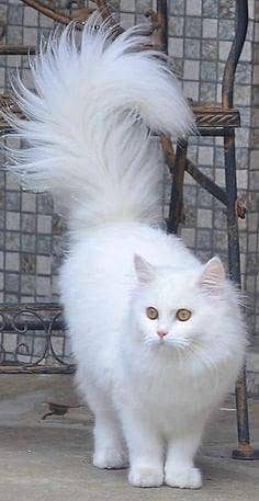 Healthy Cat